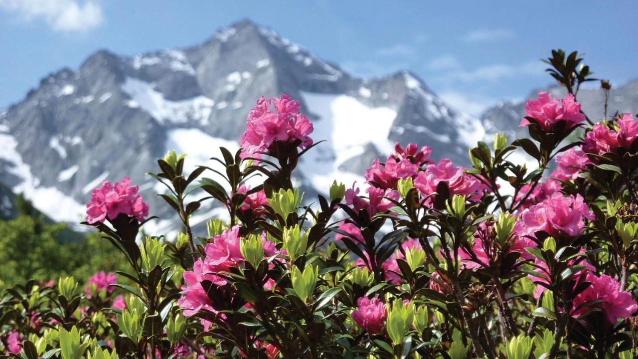 Guesthouse Alpenrose メスティア エクステリア 写真